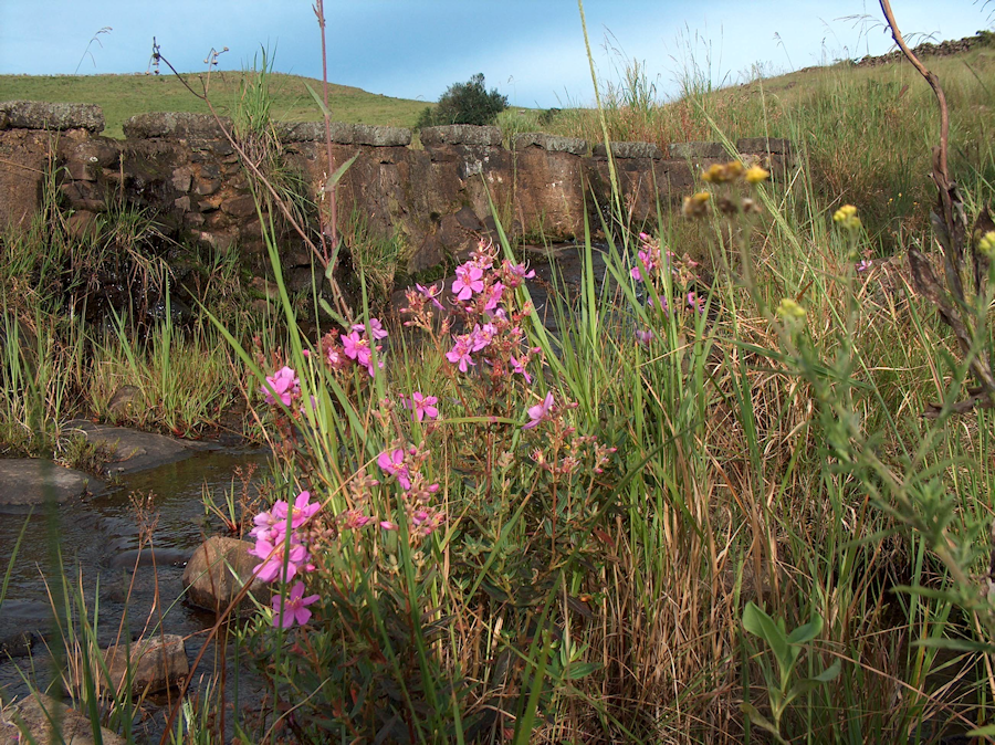 Dissotis below small dam wall